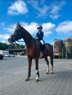 Gevraagd: Pony of paard om te verzorgen, Ophalen of Verzenden