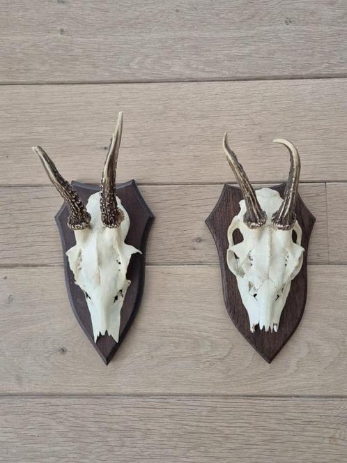 2 ree geweitjes samen € 15 jacht mancave b89, Verzamelen, Dierenverzamelingen, Gebruikt, Gewei of Kop, Hert, Ophalen of Verzenden
