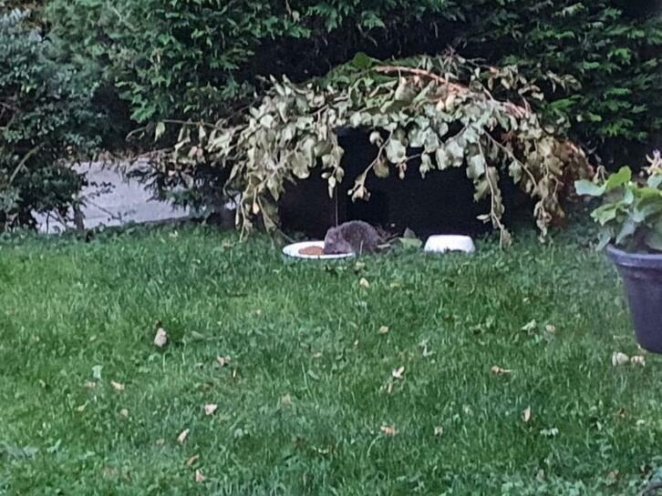 Duurzaam onderhoudsvrij egelhuis, Dieren en Toebehoren, Knaagdieren en Konijnen | Hokken en Kooien, Nieuw, Hok, Minder dan 60 cm