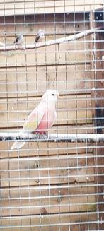 Diverse vogels, Dieren en Toebehoren, Vogels | Duiven, Meerdere dieren, Overige soorten