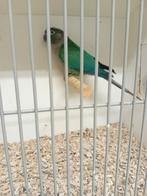 Pyrrhura, Geslacht onbekend, Parkiet, Geringd