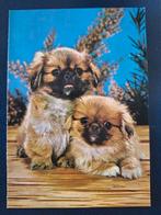 Dieren - Honden, Ophalen of Verzenden, Gelopen, Hond of Kat