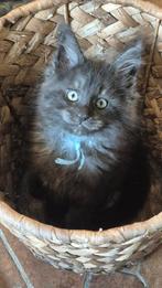 Maine Coon kittens met stamboom - ouders getest, Meerdere dieren, Gechipt