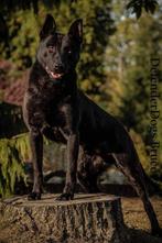 Defenderdogs Bruce BRN 26195 Hollandse herder, Rabiës (hondsdolheid), 6 jaar of ouder, Reu, Nederland