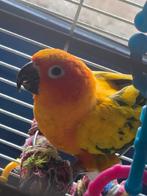 Parkietje papagaai  tam, Dieren en Toebehoren, Mannelijk