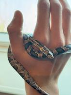 Jonge tamme rattenslang te koop!, Dieren en Toebehoren, Slang, Tam, 0 tot 2 jaar