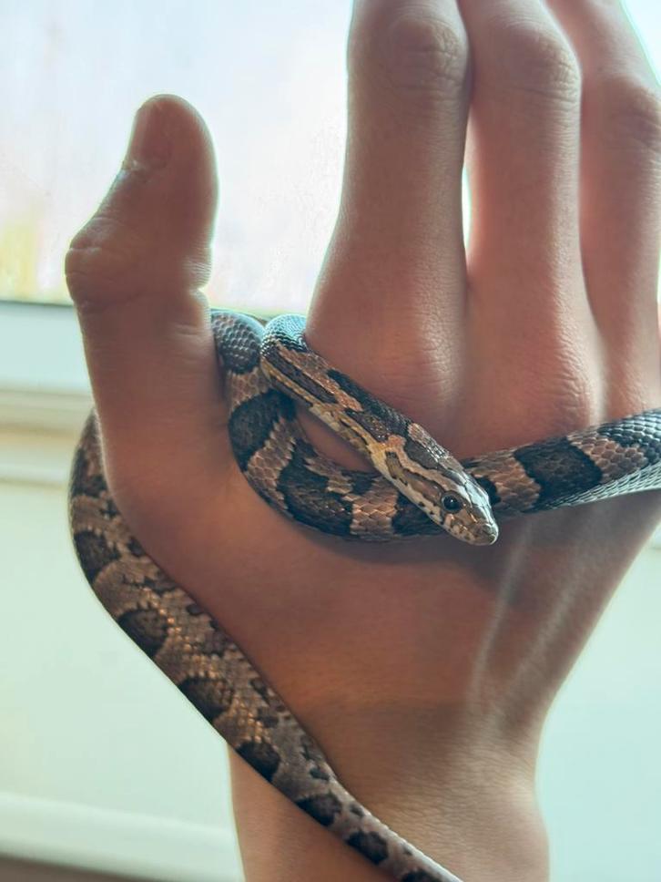 Jonge tamme rattenslang te koop!, Dieren en Toebehoren, Reptielen en Amfibieën, Slang, 0 tot 2 jaar, Tam