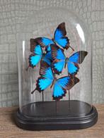 Vlinderstolp, Ophalen, Zo goed als nieuw