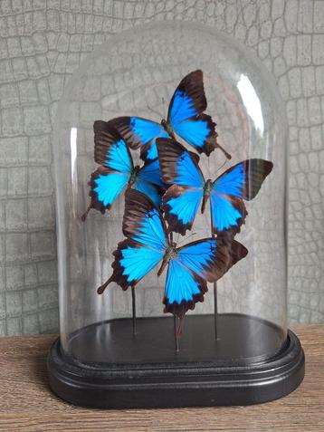 Vlinderstolp beschikbaar voor biedingen