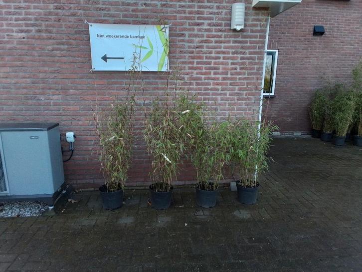 Fargesia Nitida Viking, niet woekerende bamboe!!!, Tuin en Terras, Planten | Tuinplanten, Vaste plant, Overige soorten, Halfschaduw