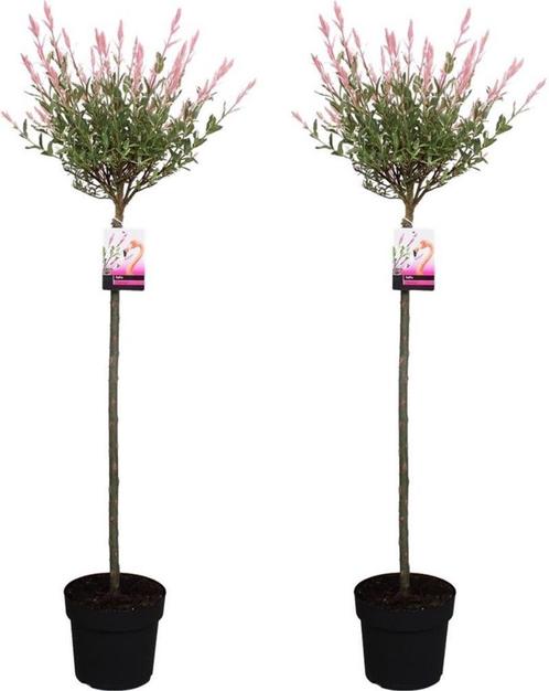 Bolbomen , staan in een pot ,, Tuin en Terras, Planten | Bomen, Bolboom, Minder dan 100 cm, Volle zon, In pot, Ophalen
