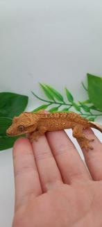 1.0 Phantom Tiger wimpergekko man, Dieren en Toebehoren, Hagedis, Tam, 0 tot 2 jaar