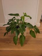 Philodendron bloem met pot, Ophalen, In pot, Halfschaduw, Minder dan 100 cm