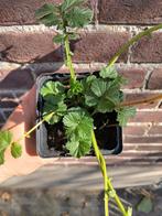 Knikkend Nagelkruid - Biologisch, Ophalen, Bodembedekkers, Vaste plant, Halfschaduw