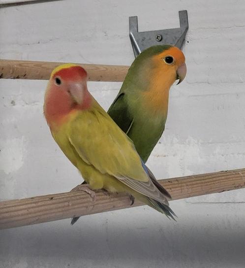 Koppel agapornis roseicollis 2024 oranjemasker x pallid, Dieren en Toebehoren, Vogels | Parkieten en Papegaaien, Dwergpapegaai of Agapornis