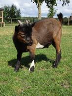 Te koop prachtig dwergbokje, Dieren en Toebehoren, Schapen, Geiten en Varkens, Mannelijk, Geit, 0 tot 2 jaar