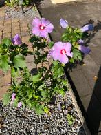Uitzoeken diverse vaste planten met mooie grote bloemen, Overige soorten, Volle zon, Vaste plant, Ophalen of Verzenden