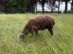 Twee ram lammeren, Dieren en Toebehoren, Schapen, Geiten en Varkens, Mannelijk, Geit