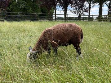 Twee ram lammeren beschikbaar voor biedingen