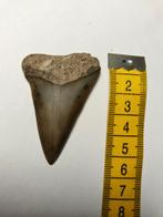 Megalodon haaientand, Verzamelen, Verzenden, Fossiel