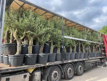 Nieuwe zending olijfbomen - Olea europaea 40/60 Verdial