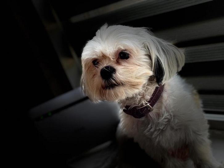 Gouden mand gezocht voor deze 2 lieverds, Dieren en Toebehoren, Honden | Chihuahua's en Gezelschapshonden, Meerdere dieren, Overige rassen