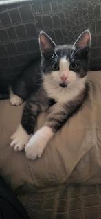 Half maincoon kitten, Dieren en Toebehoren, Katten en Kittens | Raskatten | Langhaar, Poes