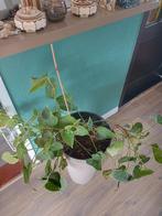 Anthurium zonder pot., Huis en Inrichting, Kamerplanten, Ophalen, Overige soorten, Minder dan 100 cm