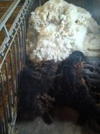 Gratis wol, Dieren en Toebehoren, Schapen, Geiten en Varkens, Meerdere dieren, Schaap