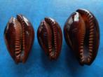Schelpen: Cypraea a. persica f. andamanensis R f++g 40-48mm, Verzamelen, Mineralen en Fossielen, Verzenden, Schelp(en)
