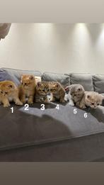 Lieve Britse Korthaar Kittens – Puur Ras, Poes, Ontwormd