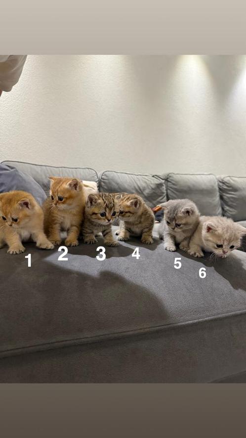 Lieve Britse Korthaar Kittens – Puur Ras, Dieren en Toebehoren, Katten en Kittens | Raskatten | Korthaar, Poes, Ontwormd, Ingeënt