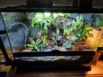 Bioactive exoterra terrarium vivarium paludarium, Dieren en Toebehoren, Reptielen en Amfibieën | Toebehoren, Ophalen, Zo goed als nieuw