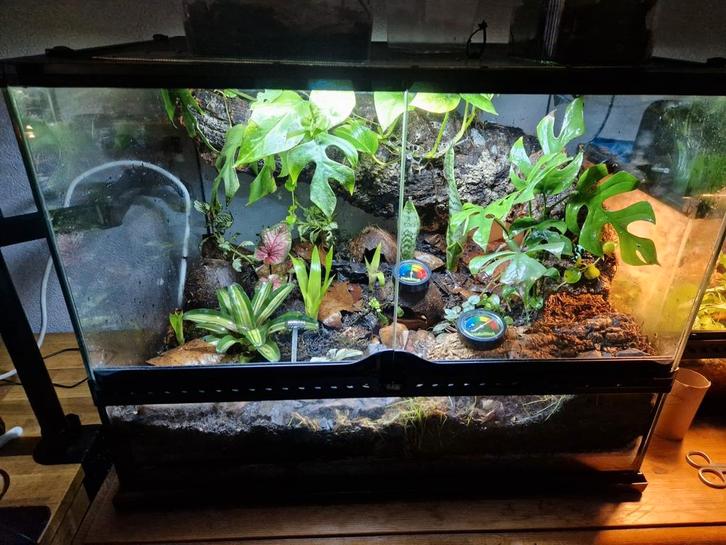 Bioactive exoterra terrarium vivarium paludarium, Dieren en Toebehoren, Reptielen en Amfibieën | Toebehoren, Zo goed als nieuw