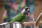 Jonge Baby Bonte Boeren | Getest | Nieuwsgierig | Handtam, Dieren en Toebehoren, Vogels | Parkieten en Papegaaien, Meerdere dieren