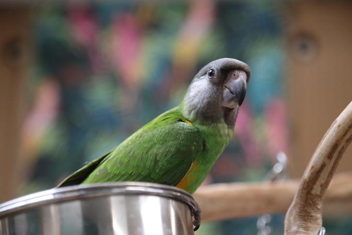 Jonge Baby Bonte Boeren | Getest | Nieuwsgierig | Handtam, Dieren en Toebehoren, Vogels | Parkieten en Papegaaien, Papegaai, Meerdere dieren