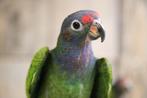 Pionus Menstruus | Getest | Baby's | Handtam