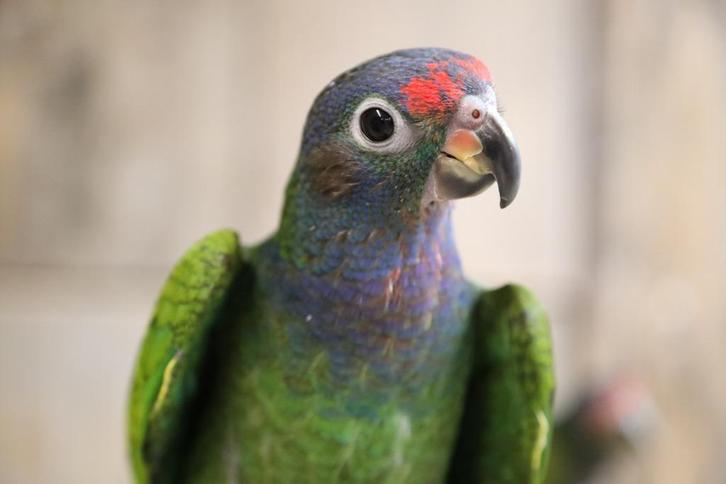 Pionus Menstruus | Getest | Baby's | Handtam, Dieren en Toebehoren, Vogels | Parkieten en Papegaaien, Papegaai, Meerdere dieren