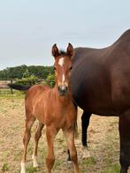 Zeer correct en stoer Cero Blue TN x Ukato hengstveulen!, Dieren en Toebehoren, Springpaard, Minder dan 160 cm, Gechipt, Niet van toepassing