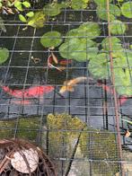 Vijvervissen w.o. Koi, winde, goudvissen, Dieren en Toebehoren, Karper of Koi