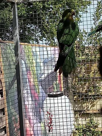Mooie grote koningsman  beschikbaar voor biedingen