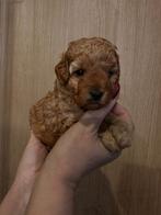 Toy Poodle Reutje (Red, FCI) –Rocky– Slim Lief Hypoallergeen, Poedel, Reu, 8 tot 15 weken, Buitenland