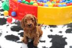 Mini / medium Australian labradoodle multigen  pups, Dieren en Toebehoren, Honden | Retrievers, Spaniëls en Waterhonden, Nederland