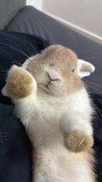 Konijn met kooi, Dieren en Toebehoren, Konijnen, Mannelijk