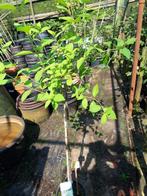 Hydrangea paniculata Limelight /Phantom /Polar bear op stam, Tuin en Terras, Planten | Bomen, 100 tot 250 cm, Zomer, Ophalen, Volle zon