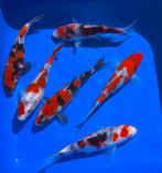 Kase Tosai Showa 14-18cm Japan koi, Karper of Koi