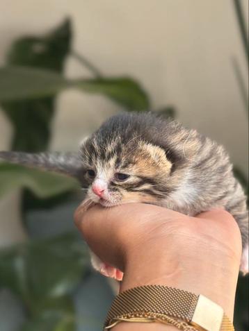 Lieve Europese Korthaar kittens te koop, 2 poezen en 1 kater beschikbaar voor biedingen