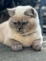 Britse korthaar 15 maanden, Dieren en Toebehoren, Poes, 0 tot 2 jaar