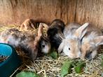 NHD satijn konijntjes, Dieren en Toebehoren, Konijnen, Meerdere dieren, Dwerg, 0 tot 2 jaar, Hangoor