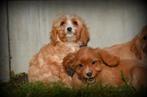 Cavapoo pups, Dieren en Toebehoren, België, 8 tot 15 weken, Parvo, Meerdere